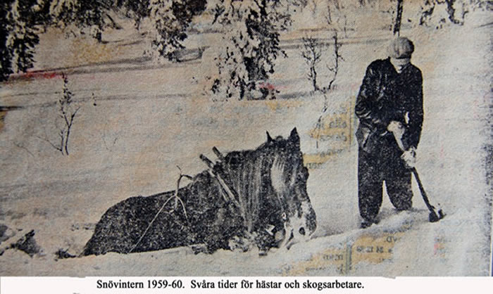 Snvinter