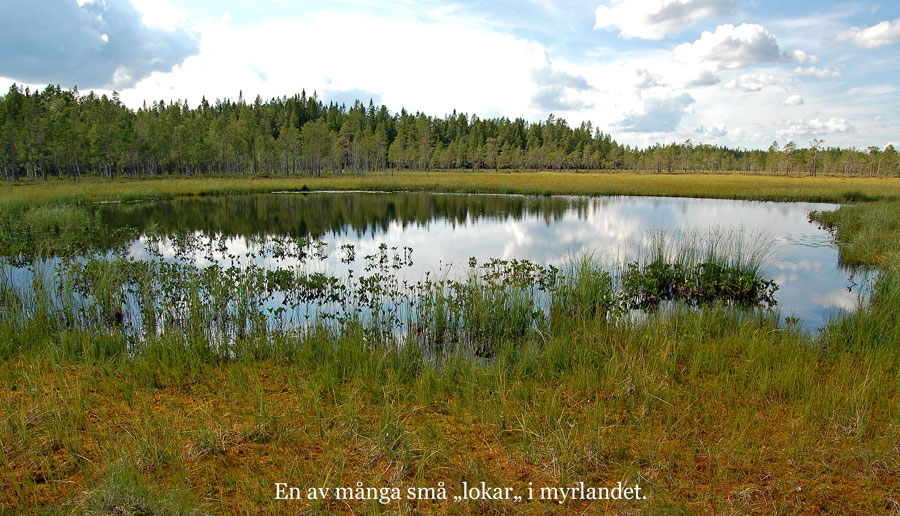 Lok i myrlandet