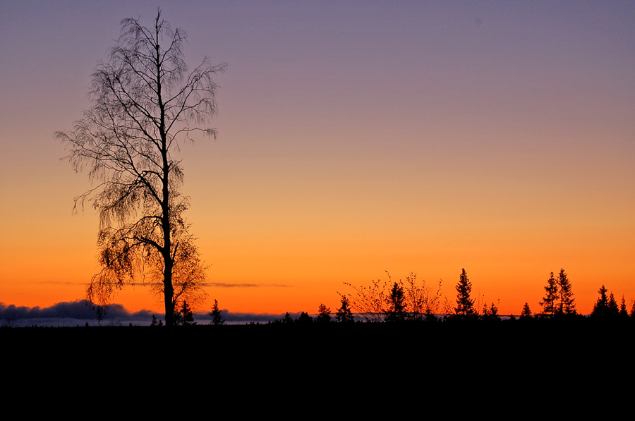 Tidig morgon