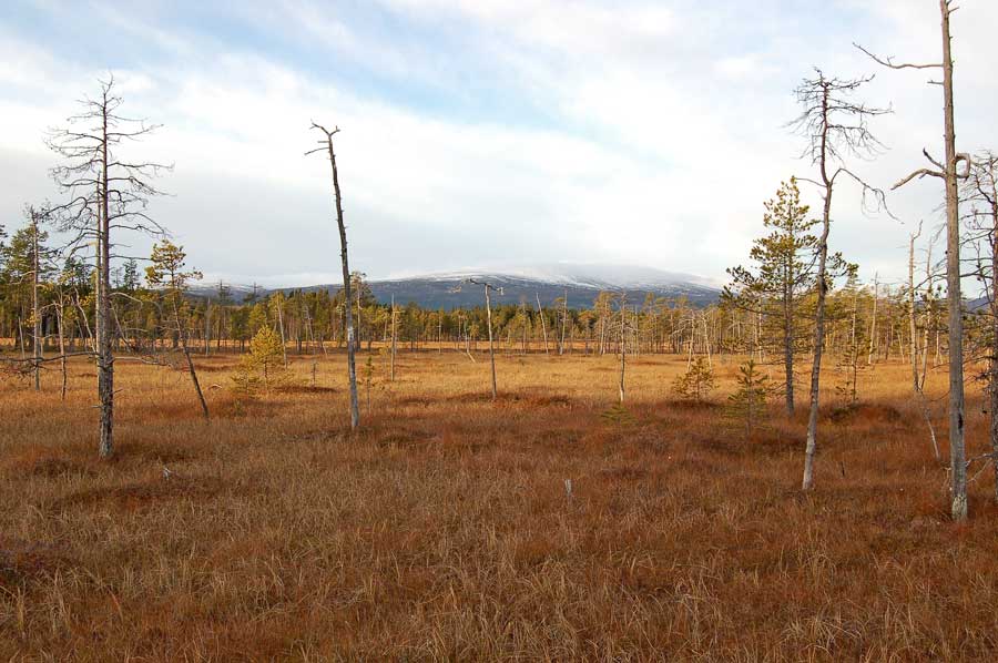 Myrlandet