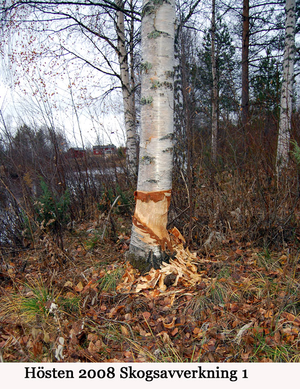 Bäver